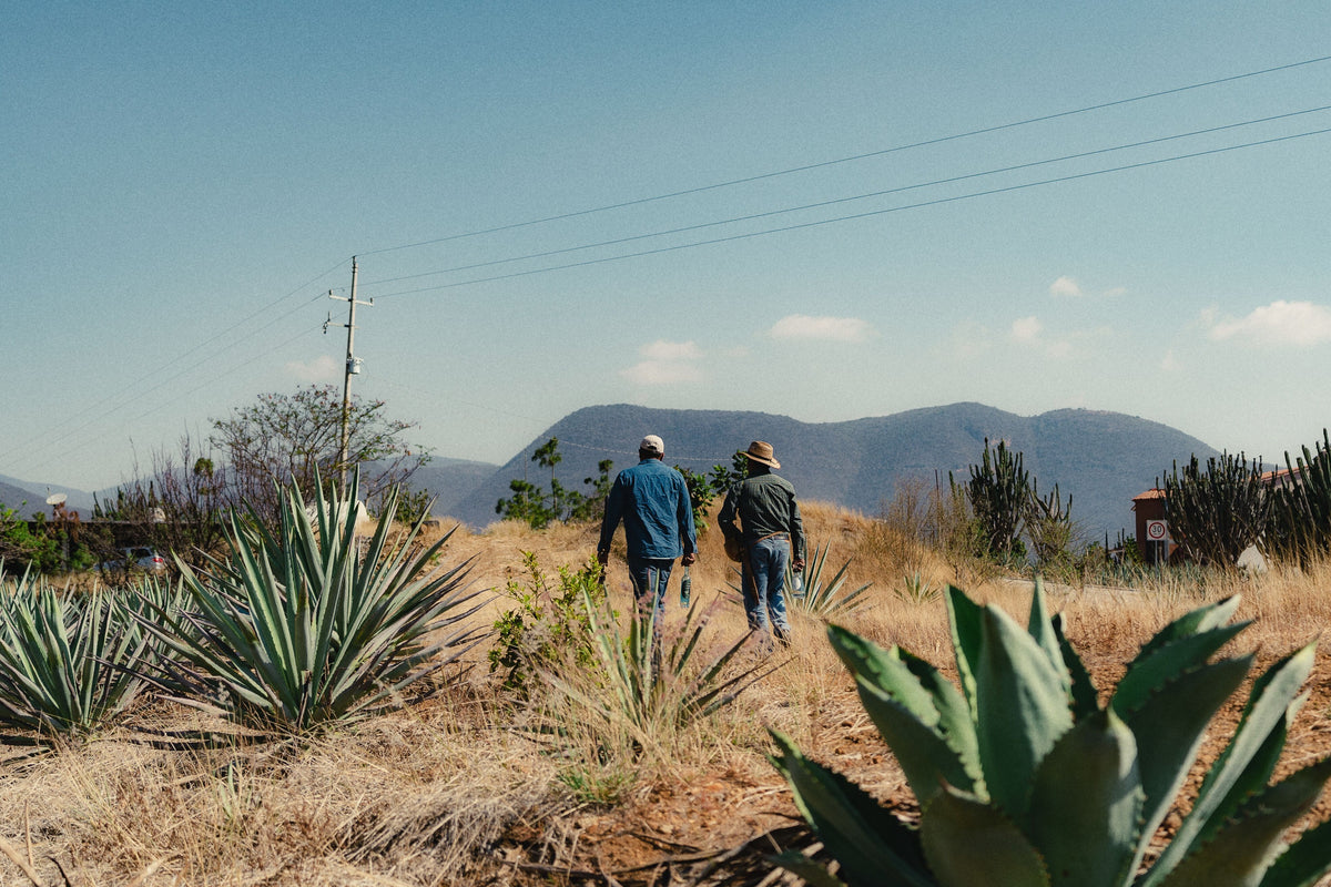 Two generations walking through agave fields in Oaxaca